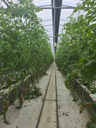 김호진님의 토마토 · 영농일지 작성글 사진