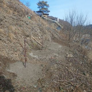 가로수님의 기타작물 · 영농일지 작성글 사진