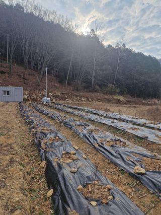 텃밭농사초보님의 기타작물 · 영농일지 작성글 사진