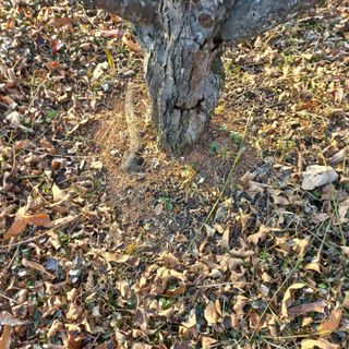 김건우님의 기타작물 · 영농일지 작성글 사진