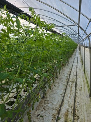 김호진님의 토마토 · 영농일지 작성글 사진