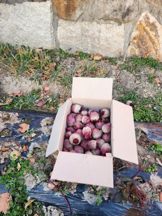 김영숙님의 기타작물 · 영농일지 작성글 사진