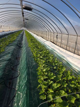 님의 기타작물 · 영농일지 작성글 사진