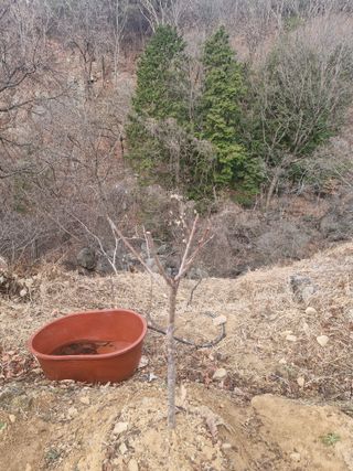 텃밭농사초보님의 기타작물 · 영농일지 작성글 사진