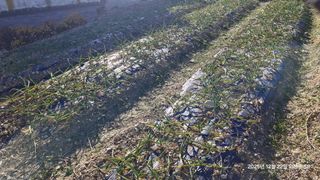 이현목님의 벼 · 영농일지 작성글 사진