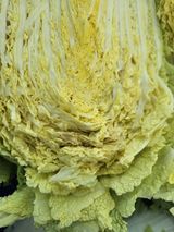 팜모닝 배추·영농일지 게시글 이미지