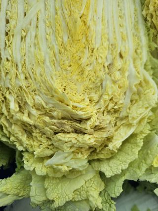 텃밭입문님의 배추 · 영농일지 작성글 사진