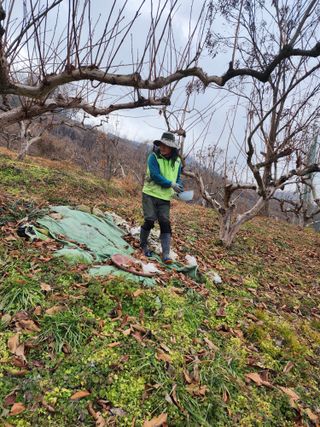 진영단감로뎀농원님의 감 · 영농일지 작성글 사진