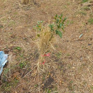 김건우님의 기타작물 · 영농일지 작성글 사진