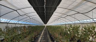 류근택님의 블루베리 · 영농일지 작성글 사진