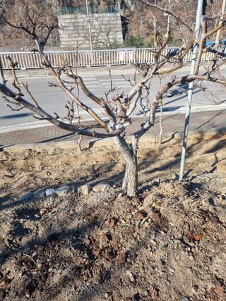 김용대님의 기타작물 · 영농일지 작성글 사진