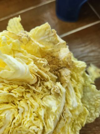 텃밭입문님의 배추 · 영농일지 작성글 사진