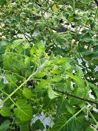 김호진님의 토마토 · 영농일지 작성글 사진