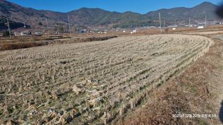 이현목님의 벼 · 영농일지 작성글 사진