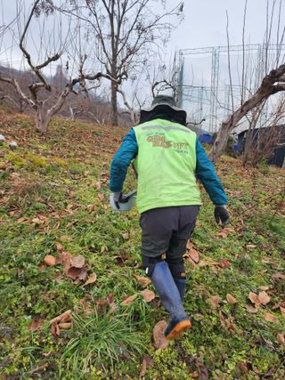진영단감로뎀농원님의 감 · 영농일지 작성글 사진