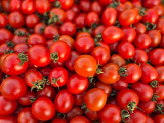 늘햇살팜 님의 기타작물 · 영농일지 작성글 사진