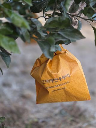 산방자연농원님의 귤 · 영농일지 작성글 사진
