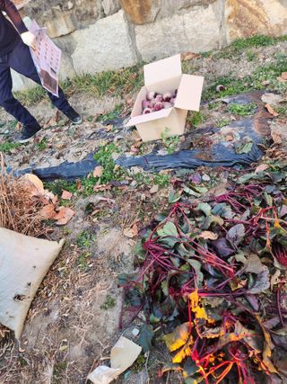 김영숙님의 기타작물 · 영농일지 작성글 사진