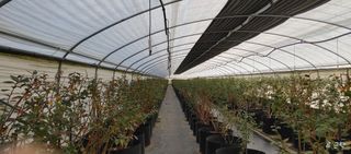 류근택님의 블루베리 · 영농일지 작성글 사진