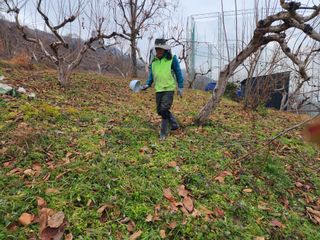 진영단감로뎀농원님의 감 · 영농일지 작성글 사진