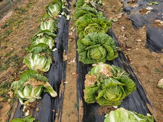 연모 자연의행복님의 기타작물 · 영농일지 작성글 사진