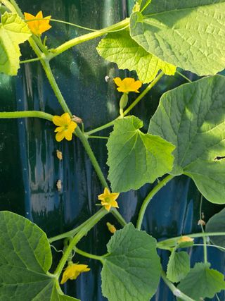 님의 기타작물 · 영농일지 작성글 사진