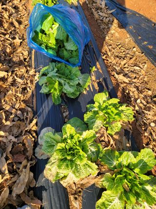 로만아빠님의 배추 · 영농일지 작성글 사진