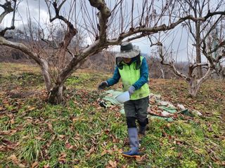 진영단감로뎀농원님의 감 · 영농일지 작성글 사진