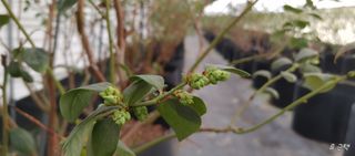 류근택님의 블루베리 · 영농일지 작성글 사진