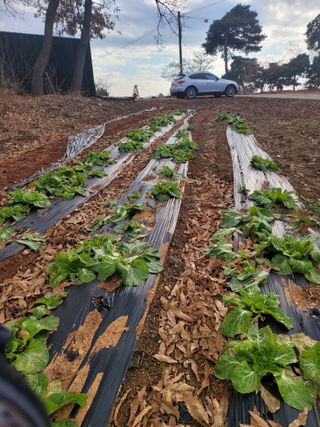 로만아빠님의 배추 · 영농일지 작성글 사진
