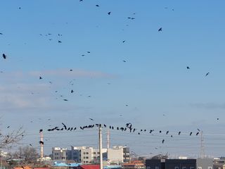 로만아빠님의 배추 · 영농일지 작성글 사진