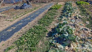 이현목님의 벼 · 영농일지 작성글 사진