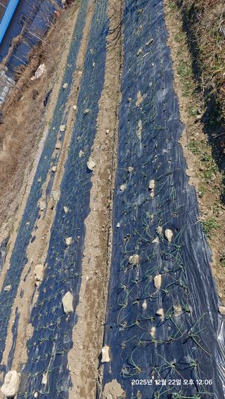 이현목님의 벼 · 영농일지 작성글 사진