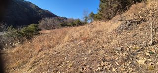 정진필님의 기타작물 · 영농일지 작성글 사진