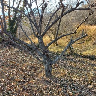 김건우님의 기타작물 · 영농일지 작성글 사진