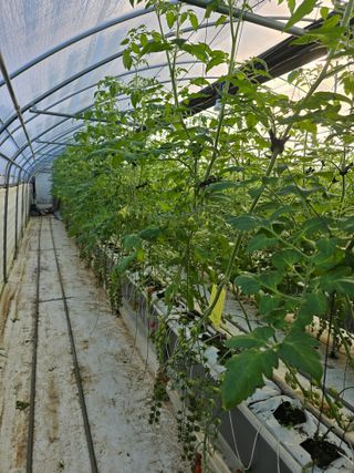 김호진님의 토마토 · 영농일지 작성글 사진