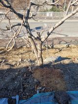 팜모닝 기타작물·영농일지 게시글 이미지