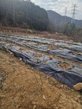 팜모닝 기타작물·영농일지 게시글 이미지