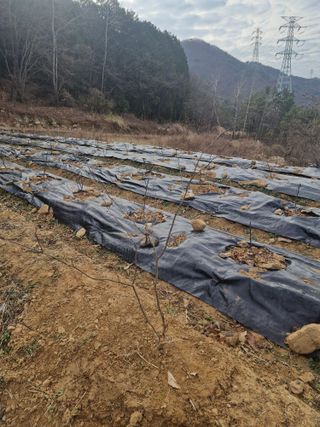 텃밭농사초보님의 기타작물 · 영농일지 작성글 사진