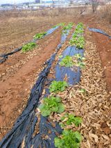 팜모닝 배추·영농일지 게시글 이미지