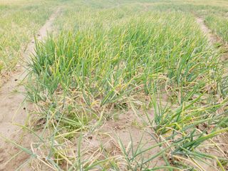 한경훈님의 파 · 영농일지 작성글 사진