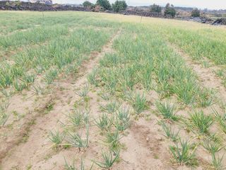 한경훈님의 파 · 영농일지 작성글 사진