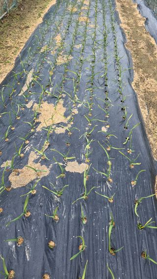 가야산아래촌농님의 기타작물 · 영농일지 작성글 사진