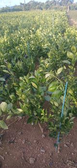 팜모닝 귤·영농일지 게시글 이미지