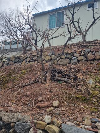 김용대님의 감 · 영농일지 작성글 사진