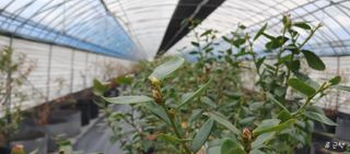 류근택님의 블루베리 · 영농일지 작성글 사진