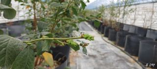 류근택님의 블루베리 · 영농일지 작성글 사진