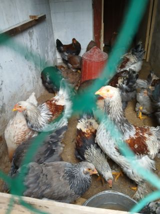 은행5k35000원님의 기타작물 · 영농일지 작성글 사진