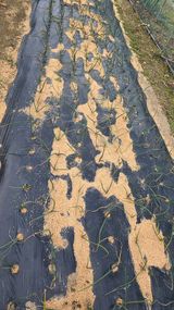 가야산아래촌농님의 작성글 사진