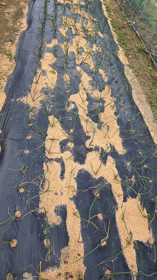 가야산아래촌농님의 기타작물 · 영농일지 작성글 사진